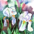 Irises.watercolour